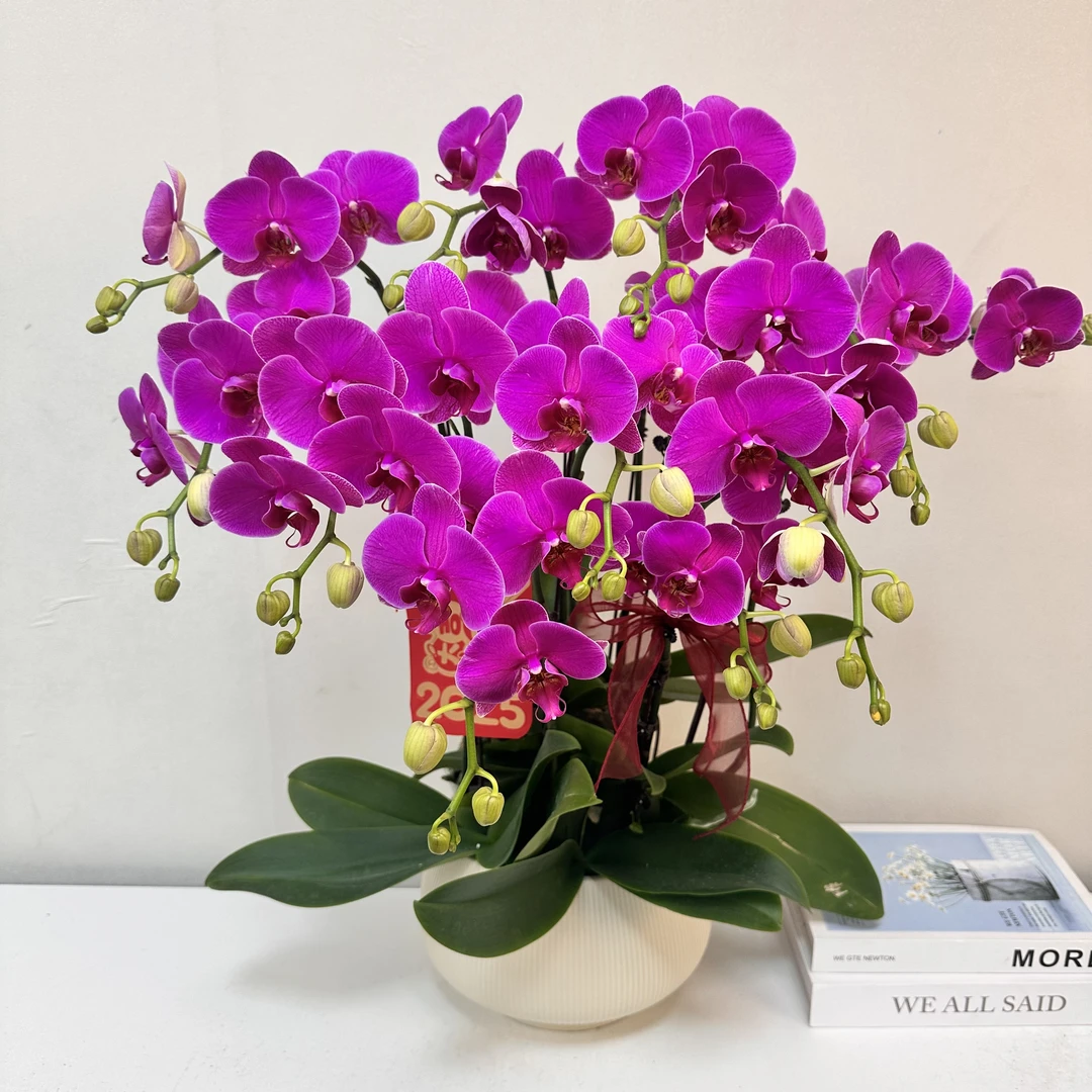 蝴蝶兰 【恭喜发财】送人送礼 乔迁之喜 鲜花绿植 佛山基地直发
