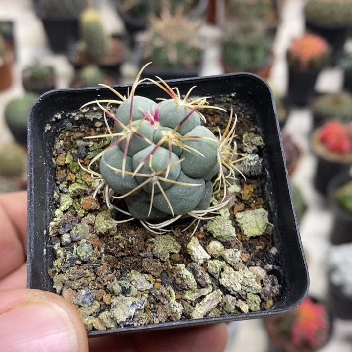 实生菲冠龙特价福利2
