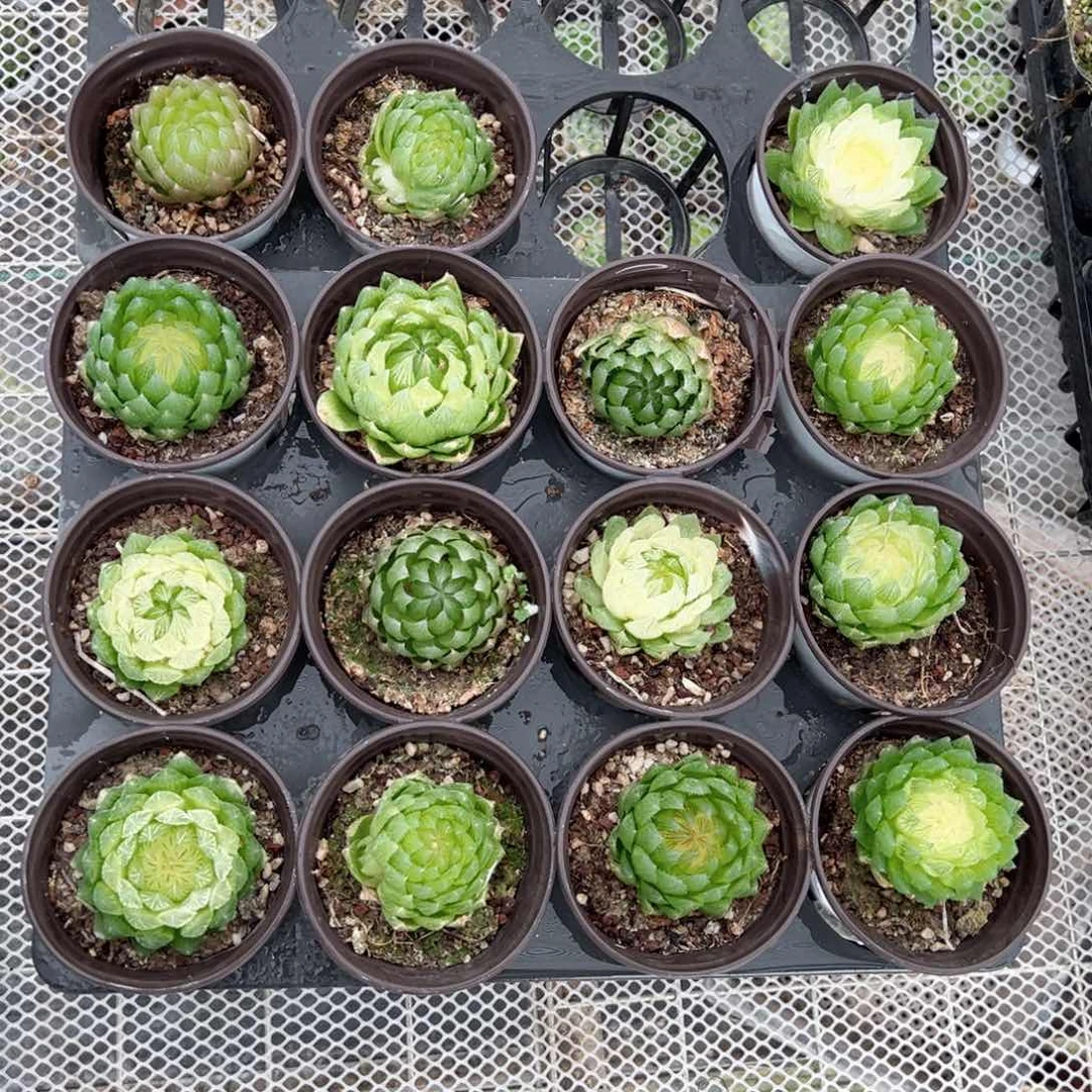 白盆玉露多肉植物一颗多肉