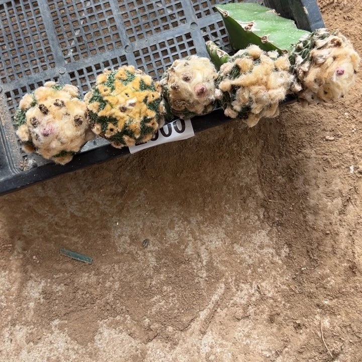 苗接牡丹组合仙人球2000号