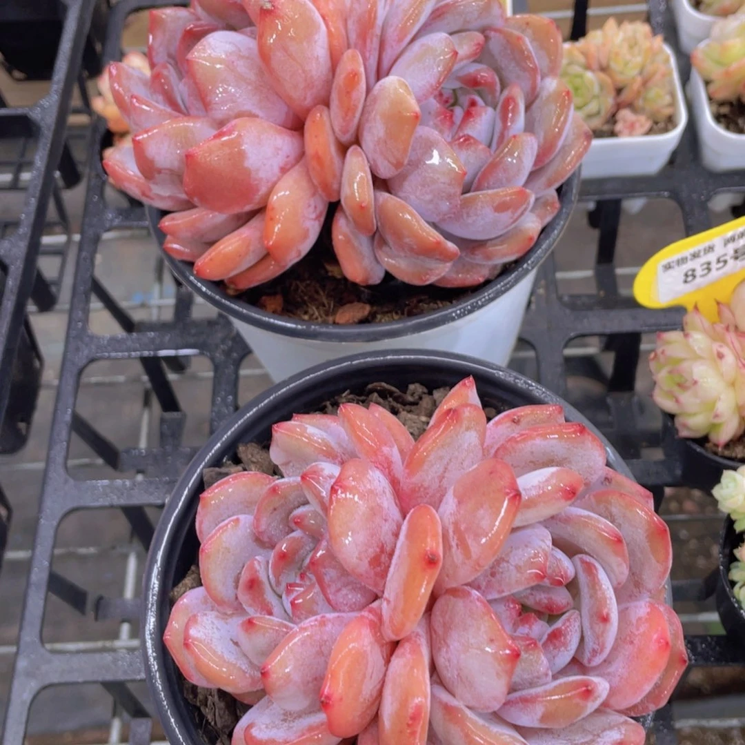 886号 丸叶包包韩橙大双头一个