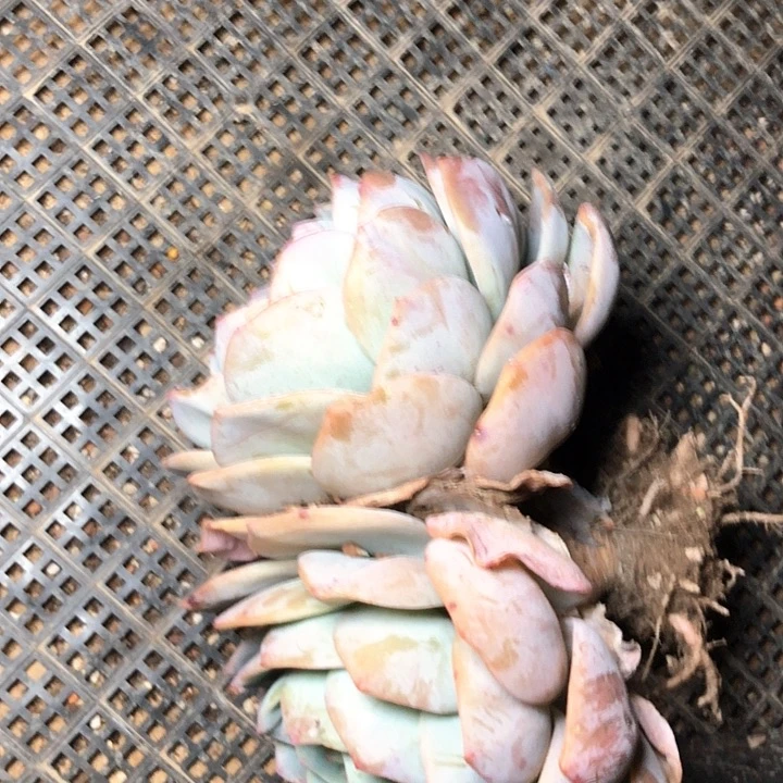 要****?32////////////////