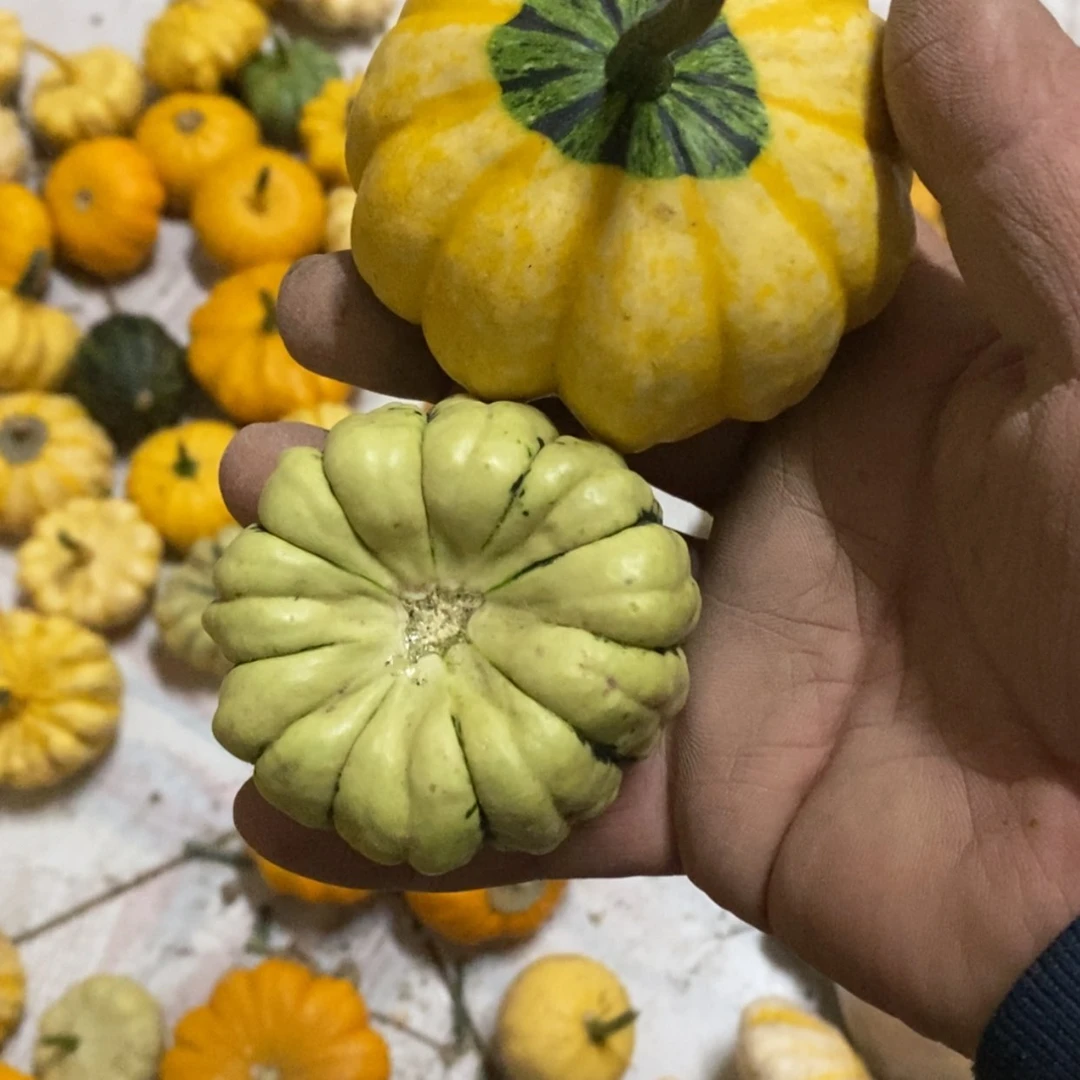 【闪购商品】仅**已墨西哥七彩葫芦青皮葫芦