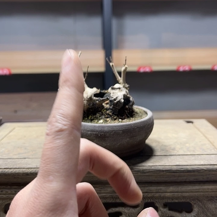 呼***哈无花朵黄荆盆景老庄盆里