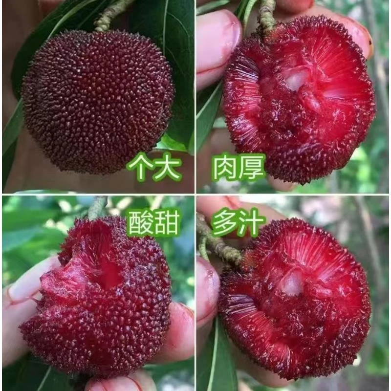 r【杨梅树苗】正宗东魁杨梅果树苗阳台庭院盆栽地栽黑炭杨梅苗