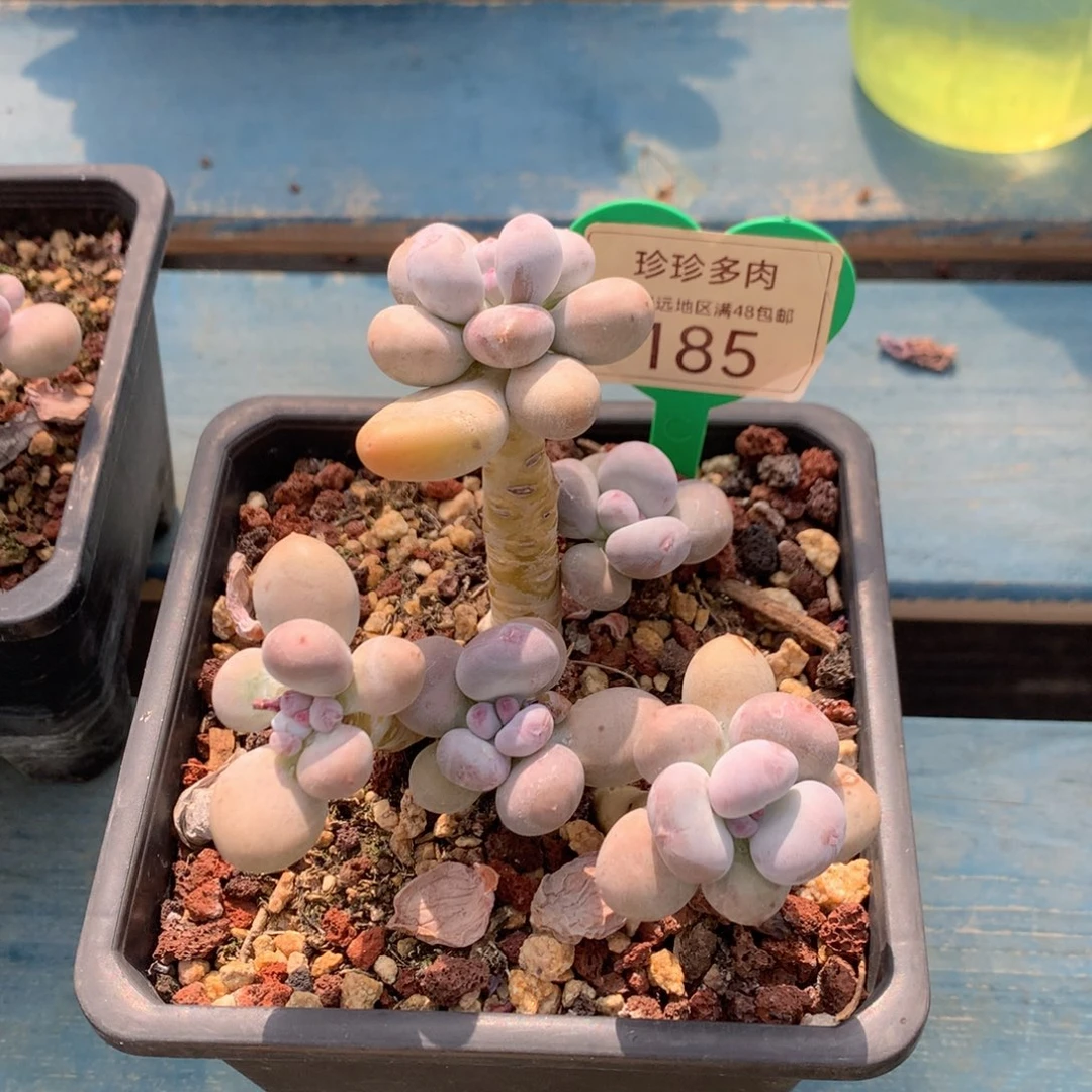 幸***站蛋黄奶老桩无砍185