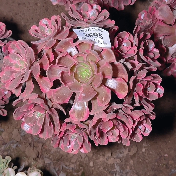 2695爱神多肉植物保护