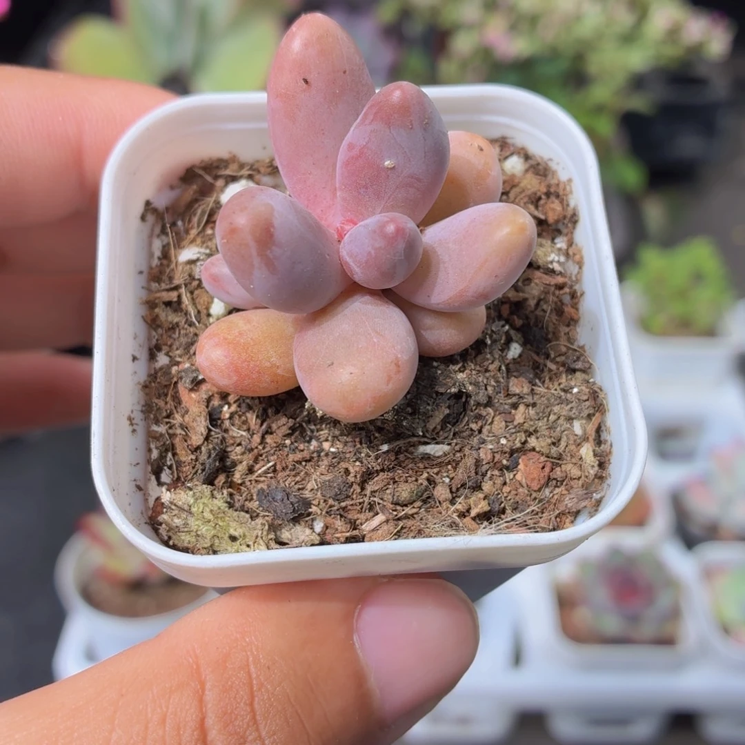 糖果美人多肉9.9包邮发货