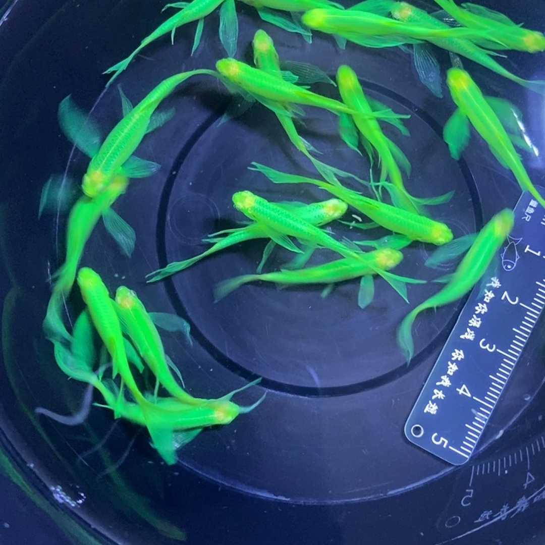 斑马鱼蝶翼斑马福利翡翠绿3-4厘米20条