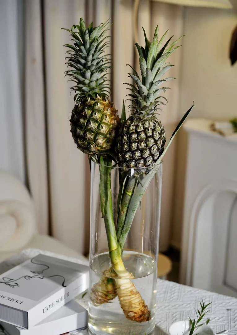 鲜花【葡噗花舍】 小菠萝（黑凤梨）1支  基地直发花语：喜欢你