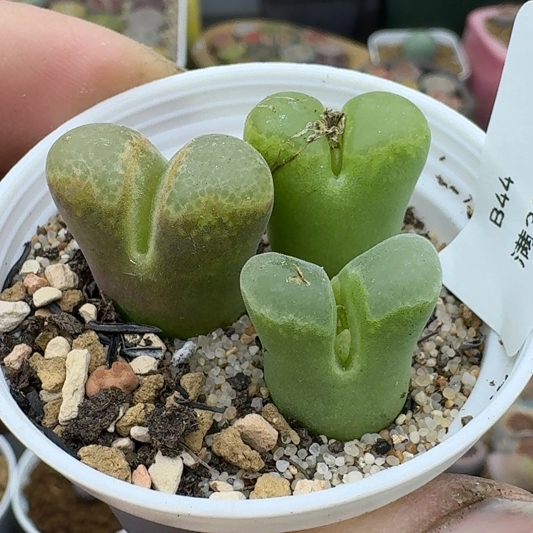 44多肉哈哈哈哈哈哈哈