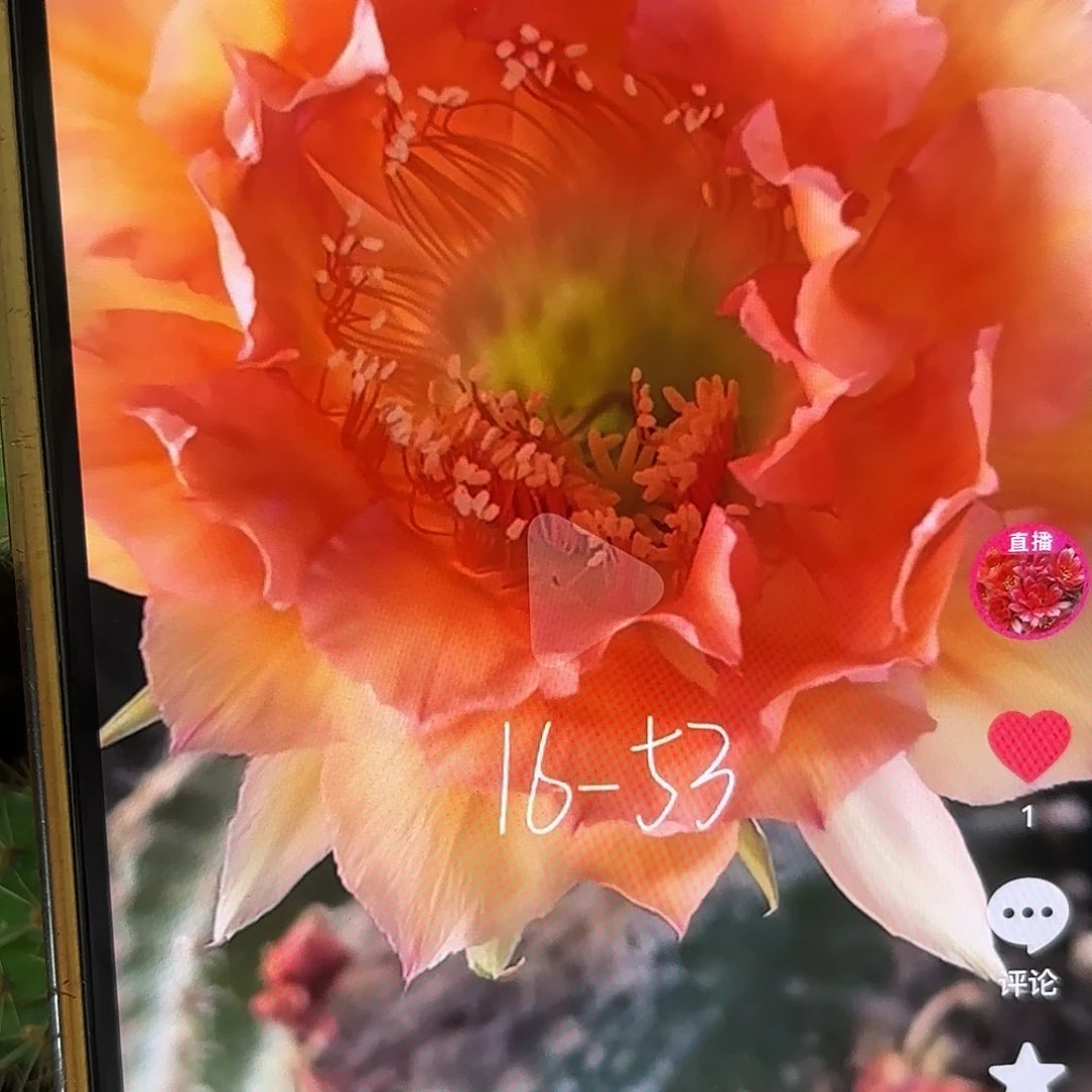 16-53彩20包邮仙人球27