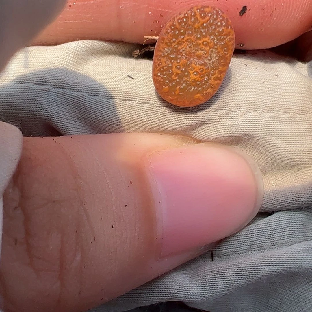 000034量拍K勋鱼子酱1444.36，1颗