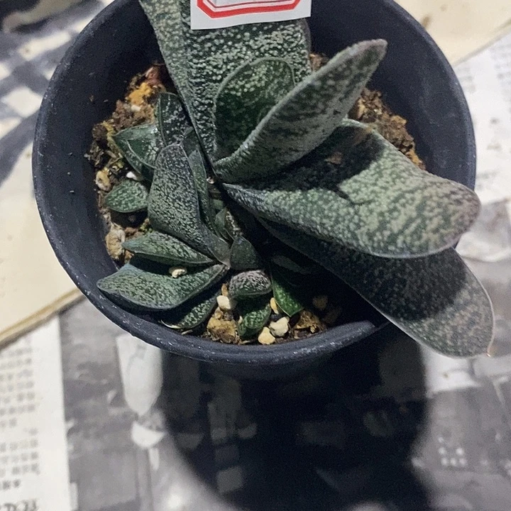 麦***极完美主义者勿拍硬叶120901