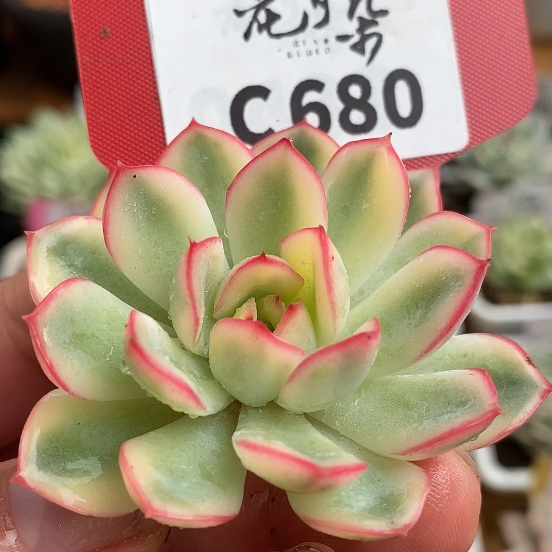 680雨燕座头盖哈哈哈哈