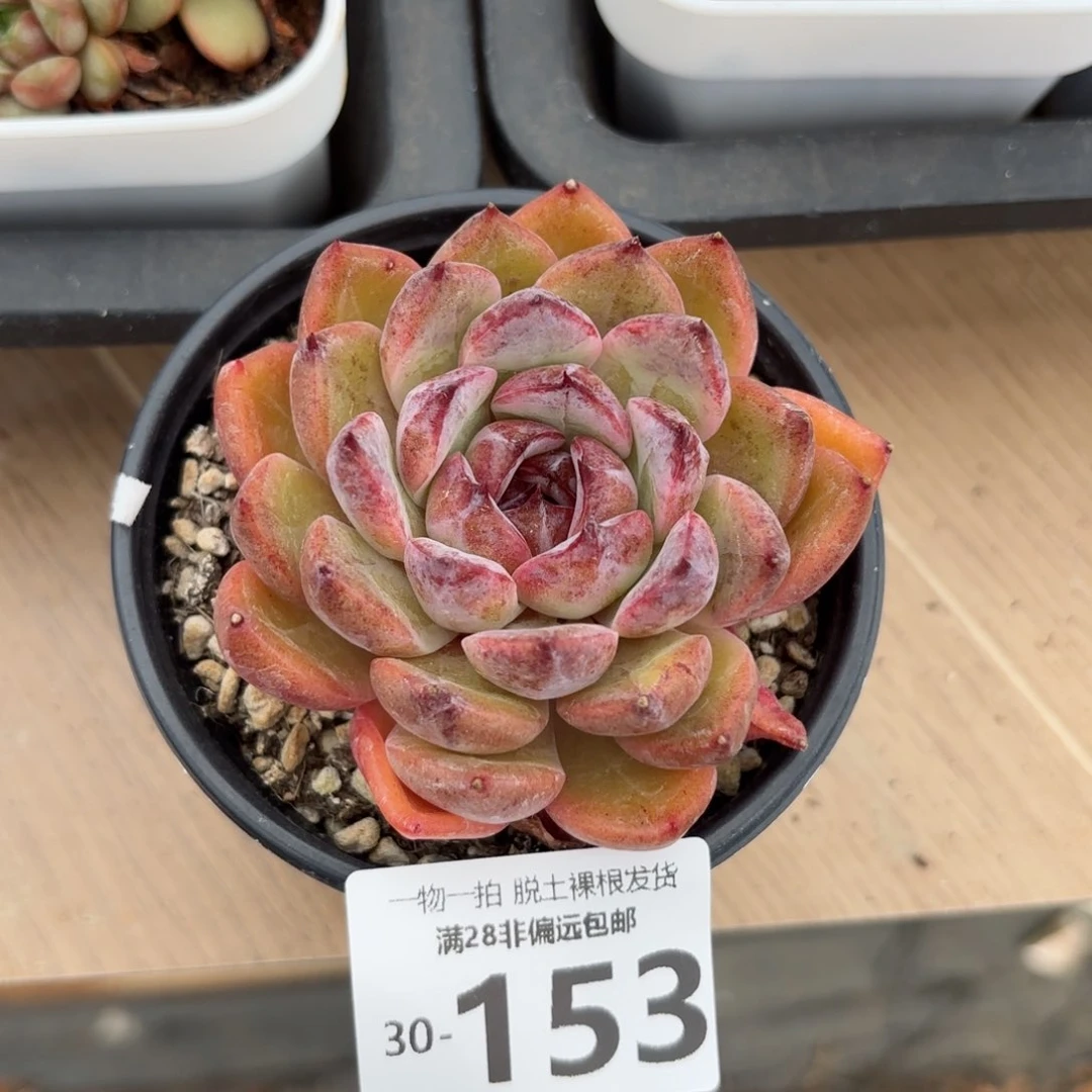 紫薇单头多肉多肉