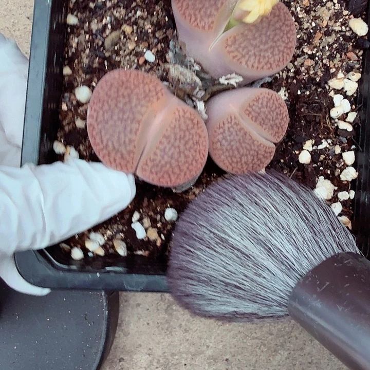 好喜欢看肖蘸唱歌跳舞969你