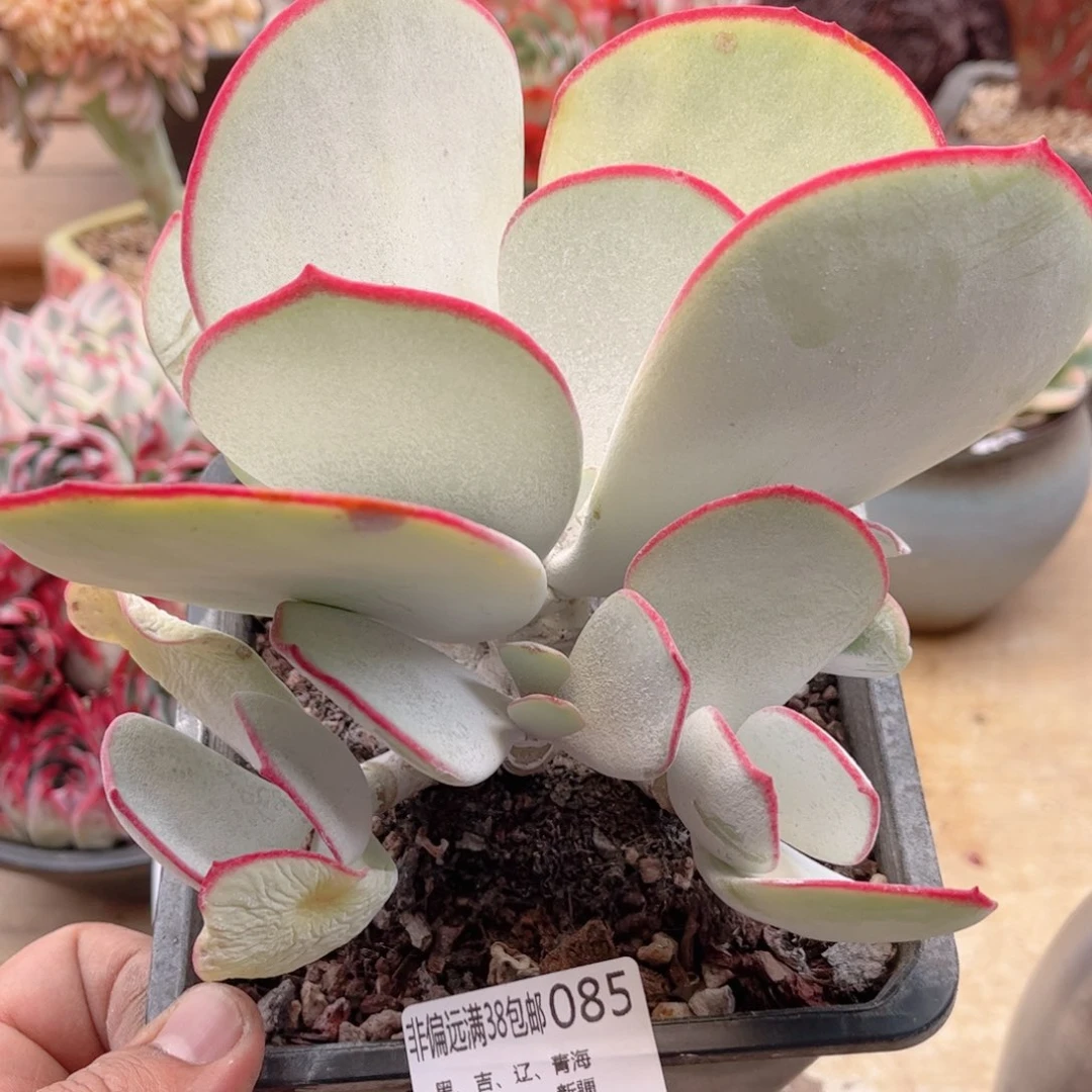 085白眉德华多肉