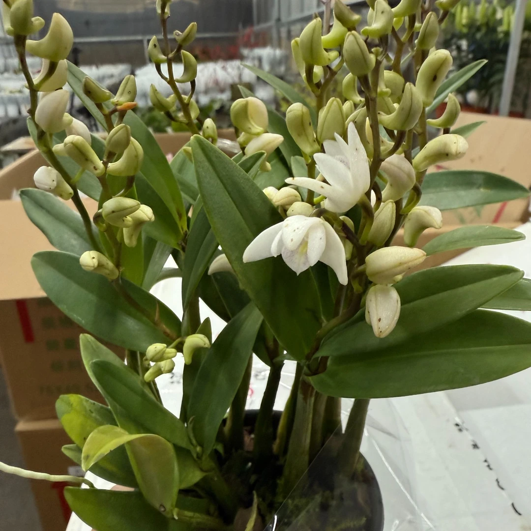 王小帅【香水石斛】室内养殖