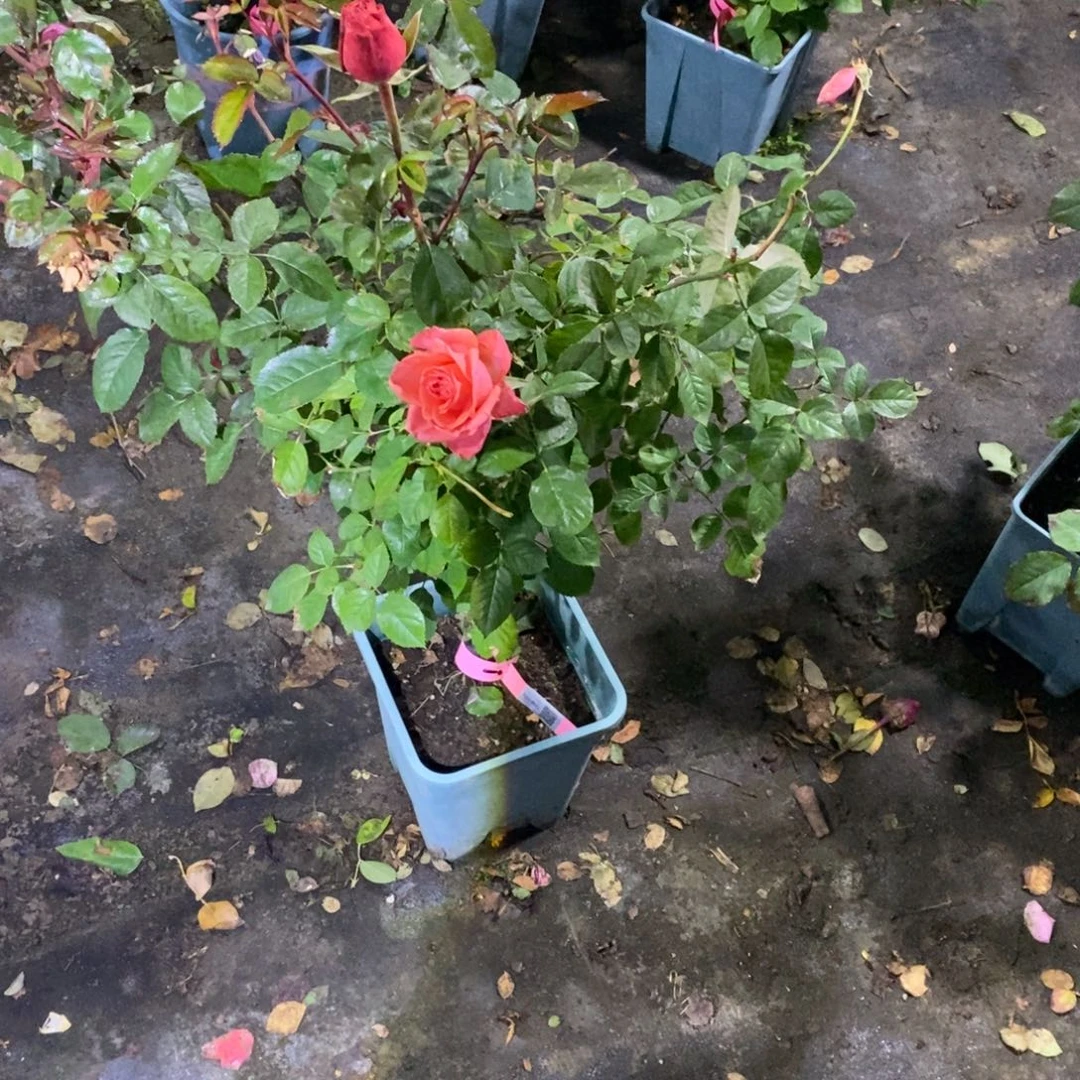 无花朵锦测试橘红玫瑰土球发货