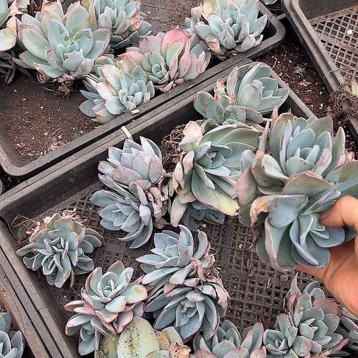 布鲁兰2颗9.99多肉植物精品