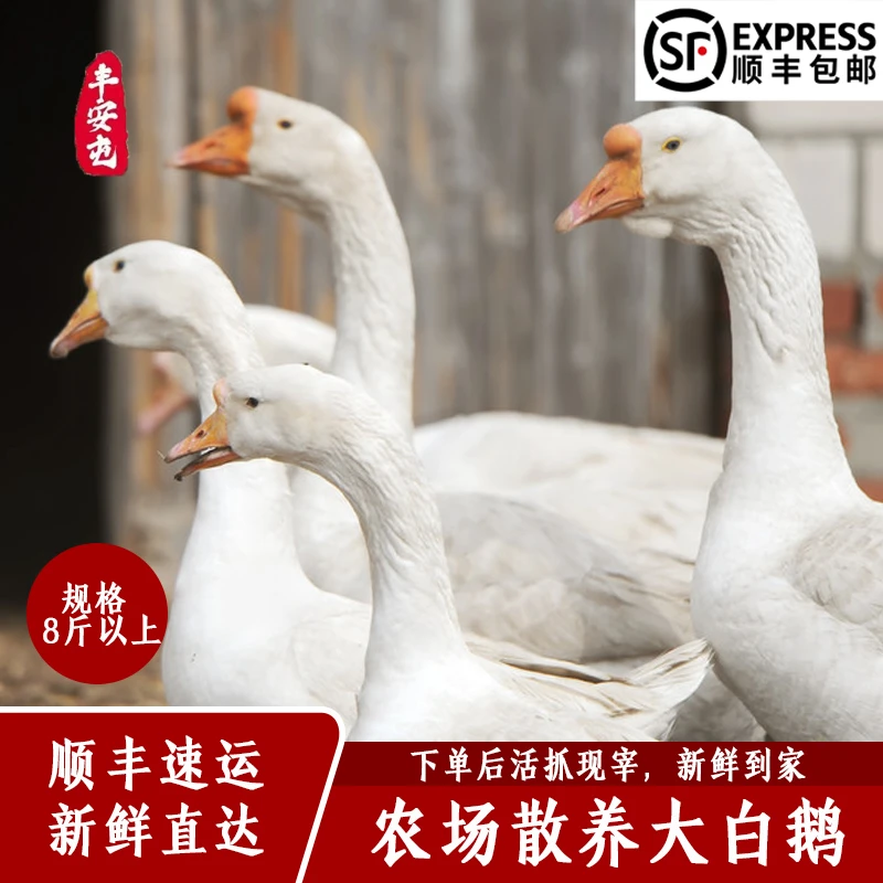 【丰安屯】农家散养生态活抓现宰大白鹅8斤以上