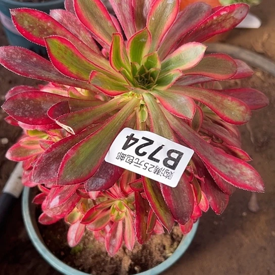 舍*：多肉植物一个