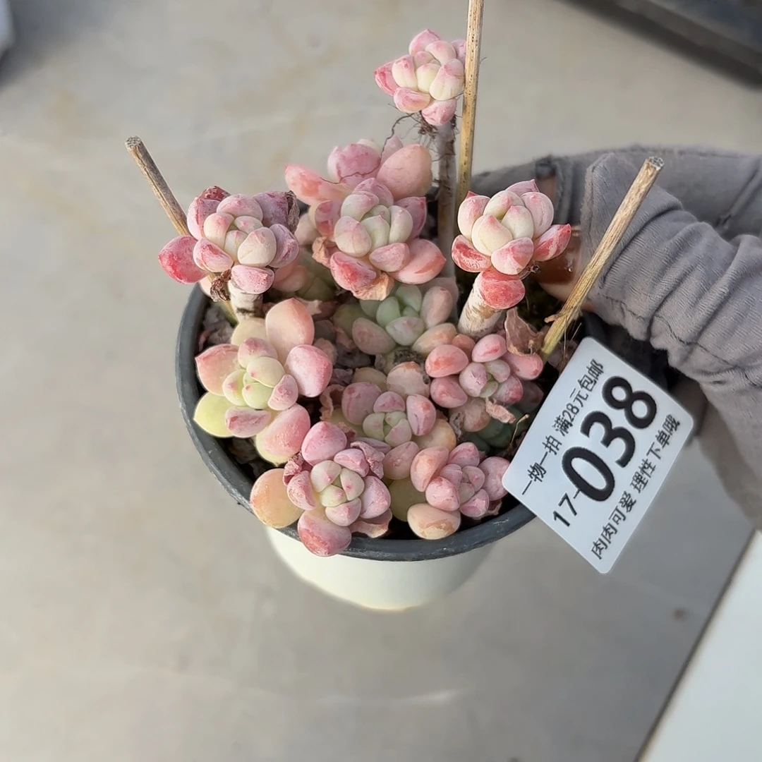 粉香水无语盆土无发货