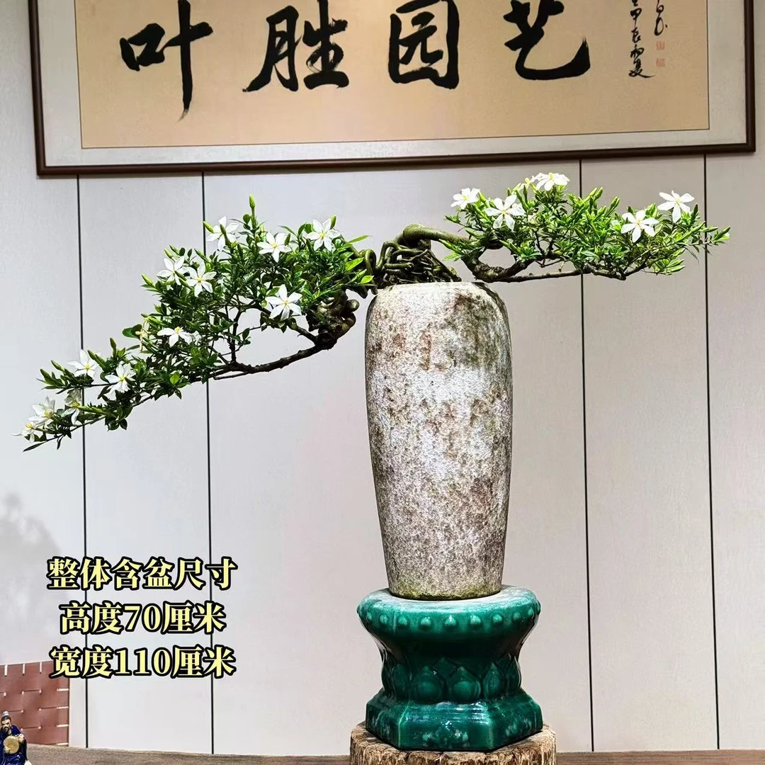【叶胜园艺】精品四季榄叶栀子花盆景