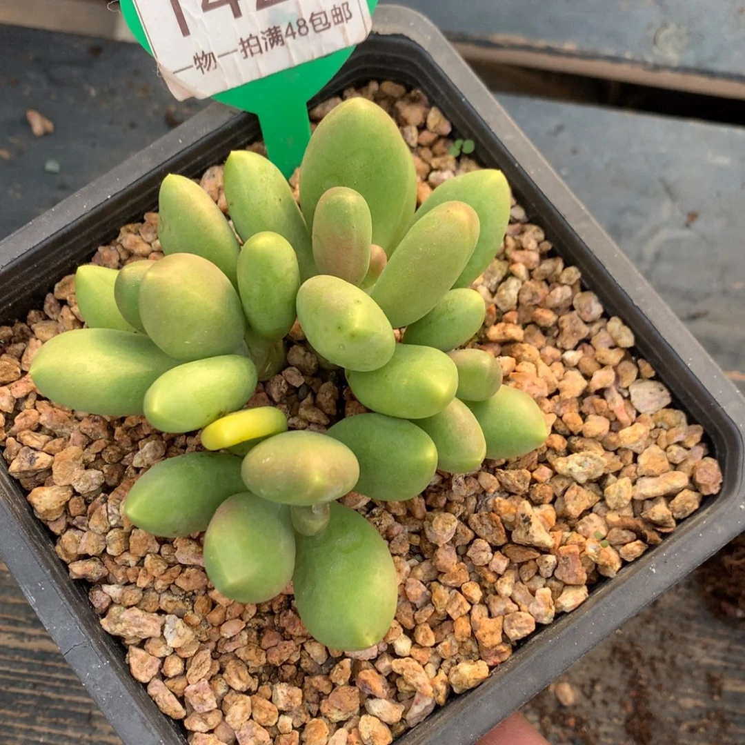 芒果奶酪一物一拍