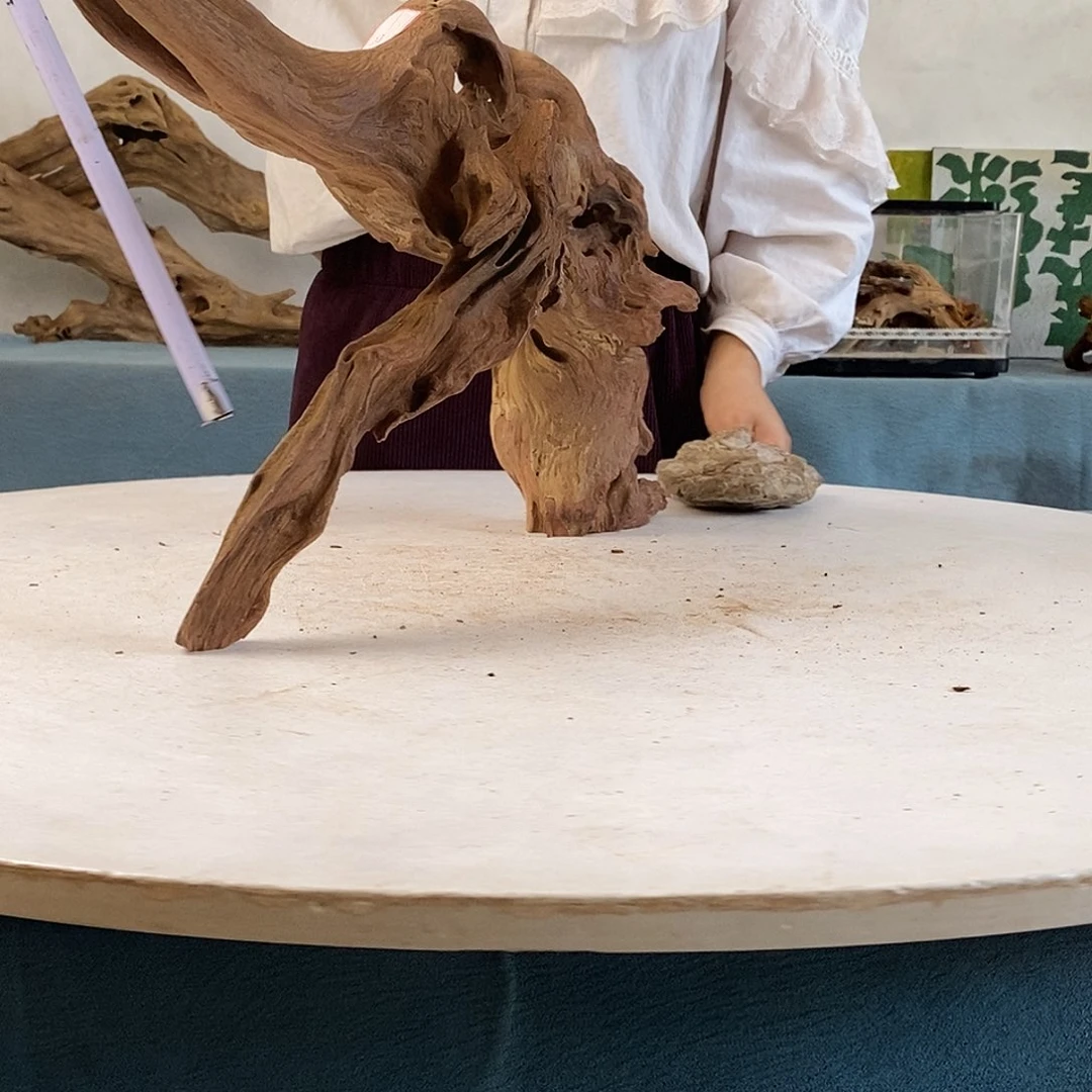 沉木造景寄居蟹造景