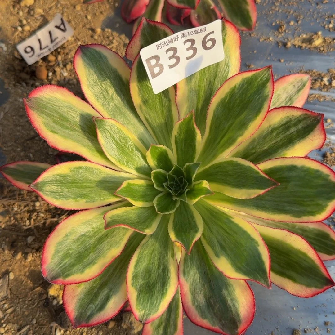 336魅影。多肉植物