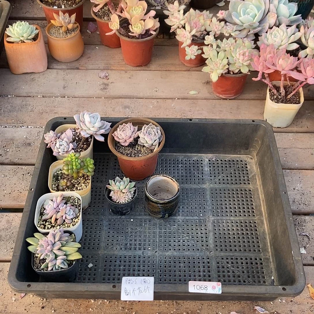 1068号盆1个花6个微微专拍山西