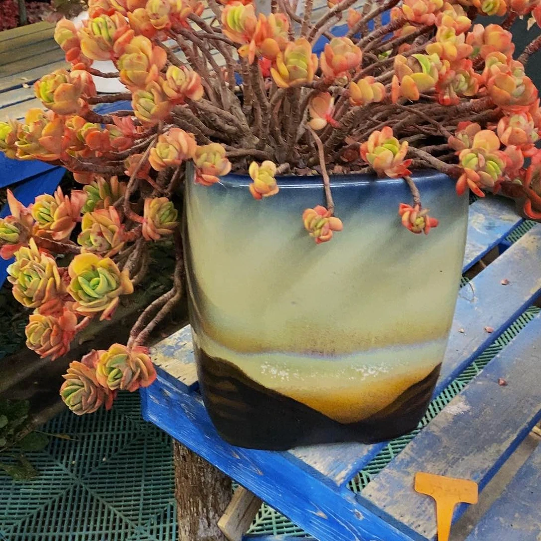 W****游老桩克里丝丁多肉植物带盆