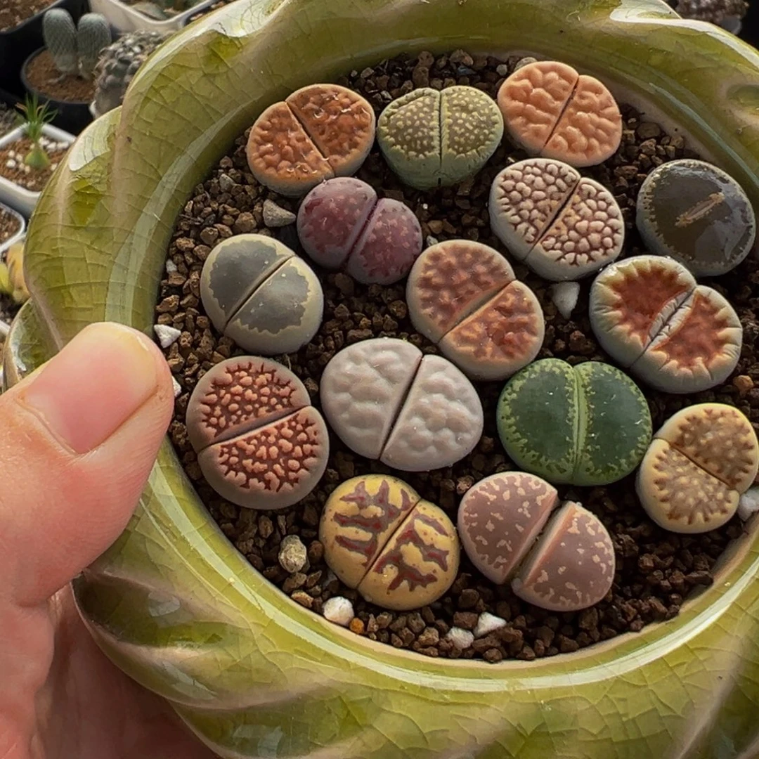 彦****含盆一起多肉植物盆栽植物