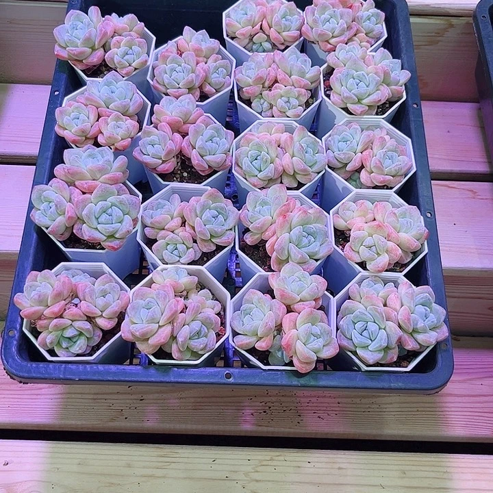 冰玉群生多肉植物