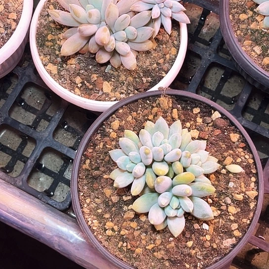 小****哥特2个人一个人的时候了解一下