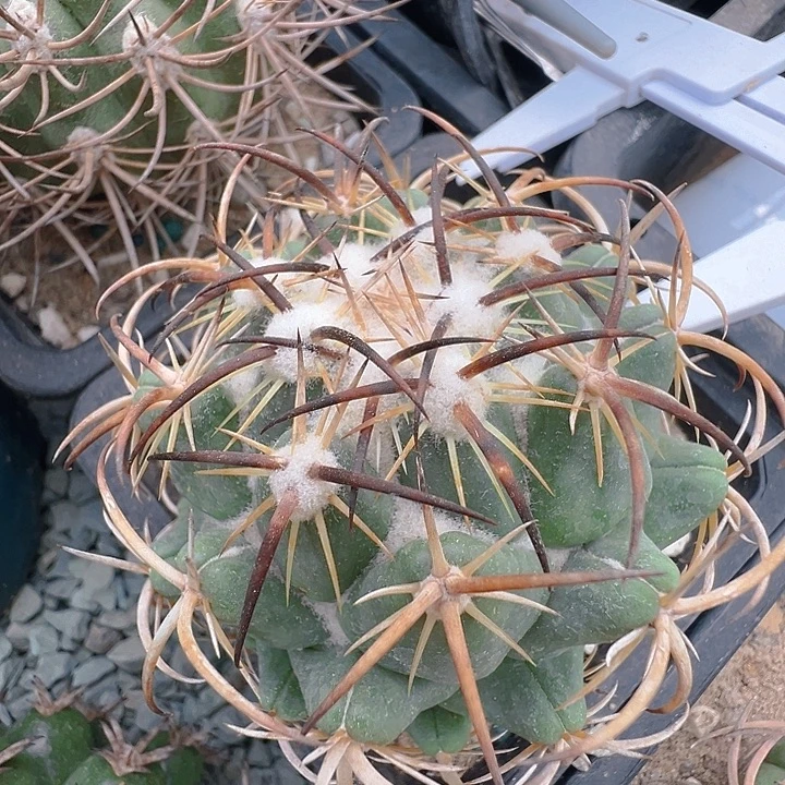 钢钉。 苗接落地自根出根芽。