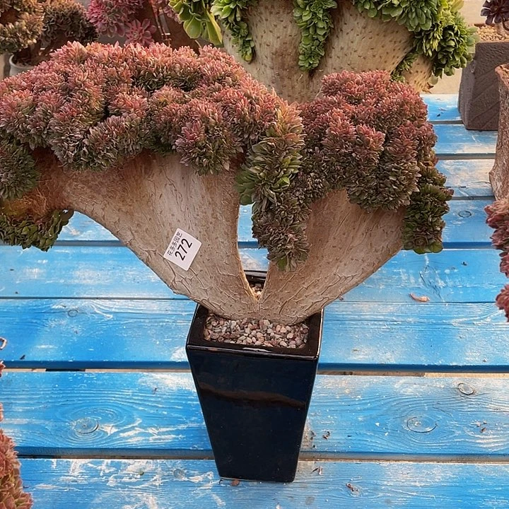 乐**贝272号万圣节缀化