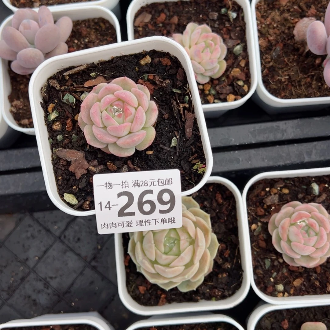 一****鸟玉笛多肉多肉多肉多肉