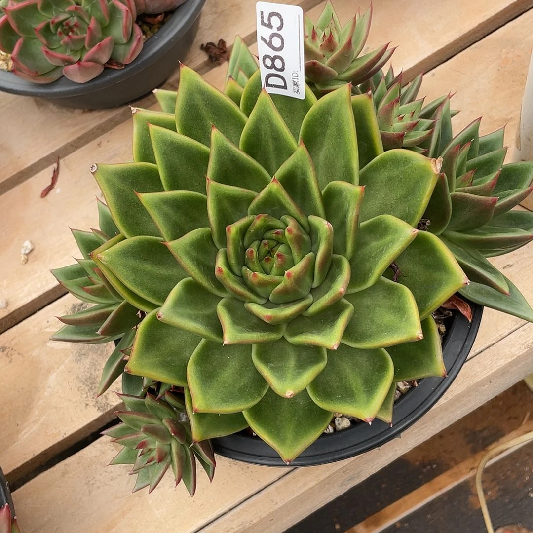 若如东云组拍D865