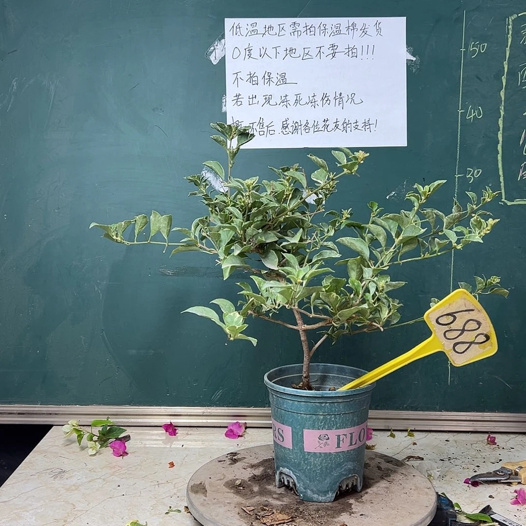 全部花苞冰淇淋 688