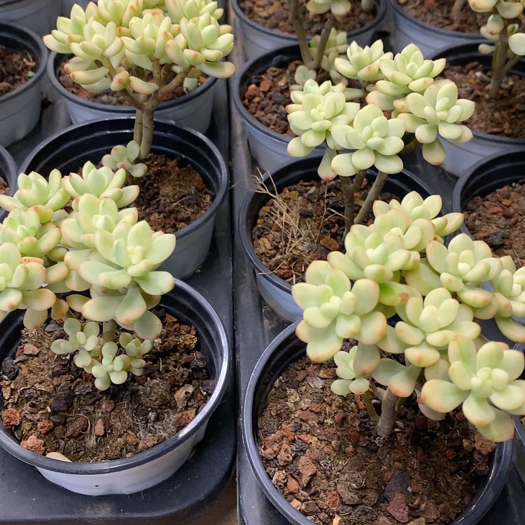 团。糖果米奇锦。福利多多