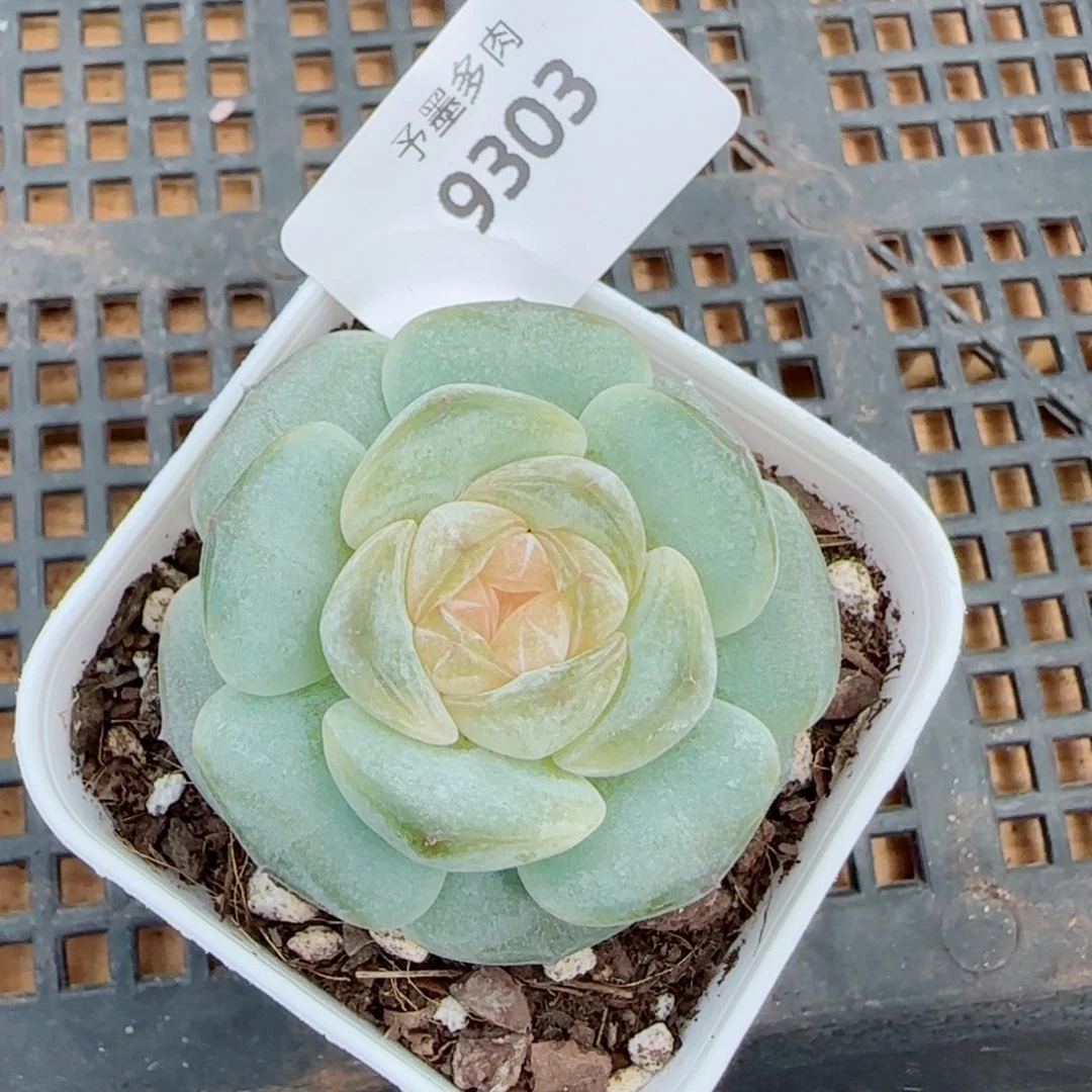 黄桃果酱，9303多肉植物