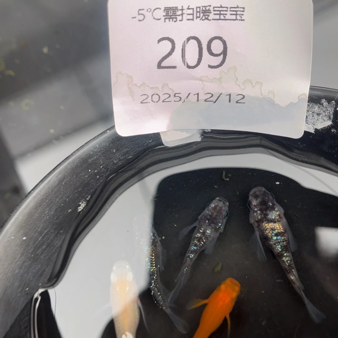 青鳉鱼209短体5尾