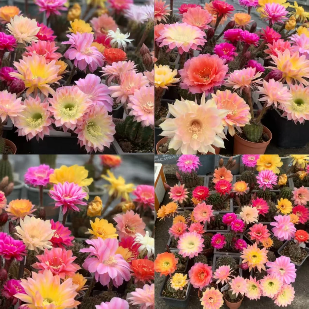 二妹园艺【  3颗  盲盒  】【不指定品种/瑕疵不售后/大小不一】