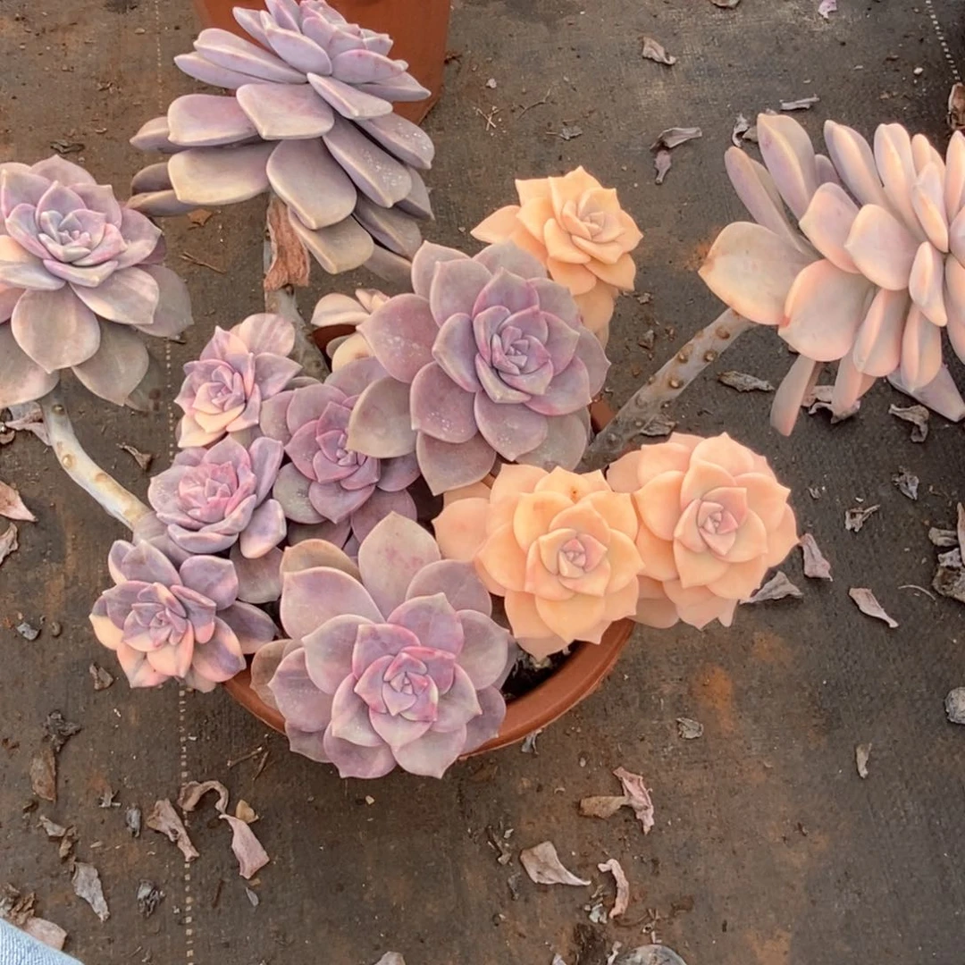 肉**君44 一物一拍紫乐锦