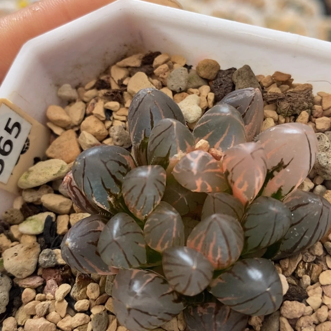 不开花植物565霓虹灯