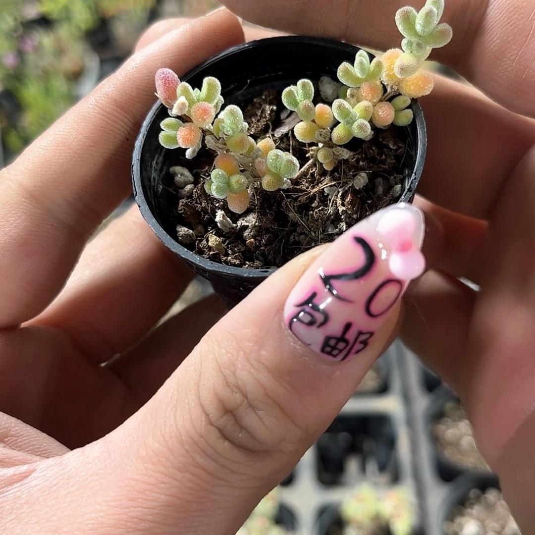 单头冰晶枝干番杏带盆发货