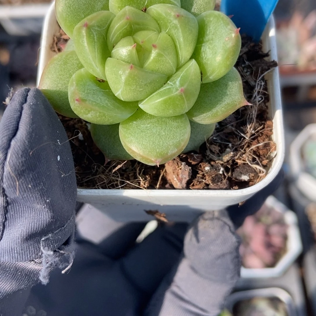1012灯泡珍妮多肉植物